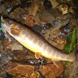 沢を３本釣り上がる ～長良川水系～